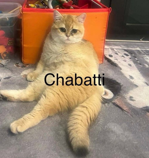Chabatti, a cat for adoption from Feline Freedom Flight Resscue