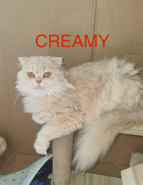 Creamy, a cat for adoption from Feline Freedom Flight Resscue