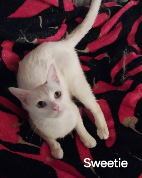 Sweetie, a cat for adoption from Feline Freedom Flight Resscue