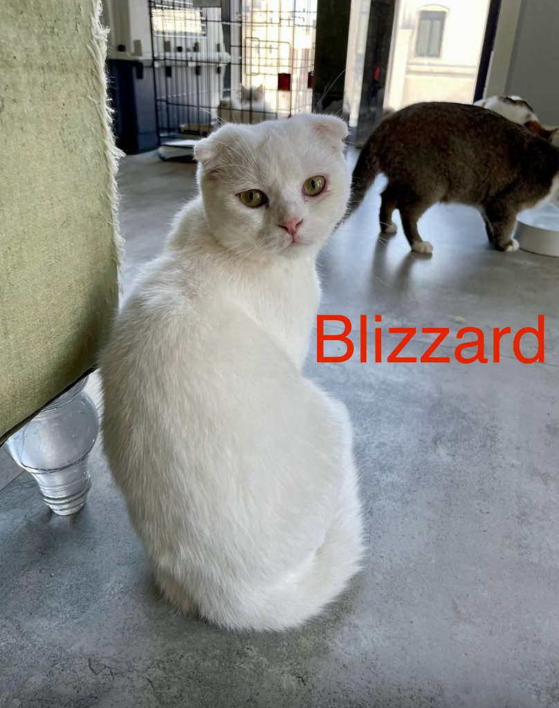 Blizzard