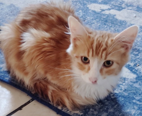 Jona, Domestic Short Hair / Mixed
