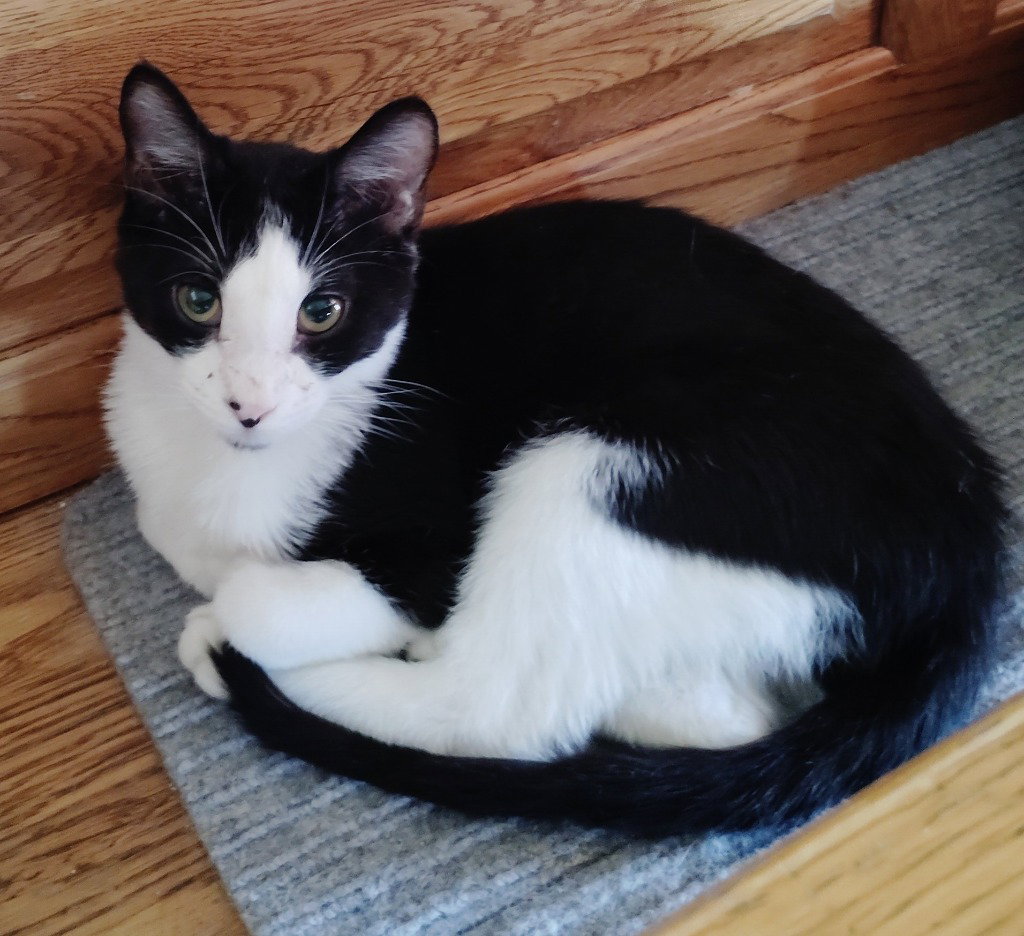 Chester
