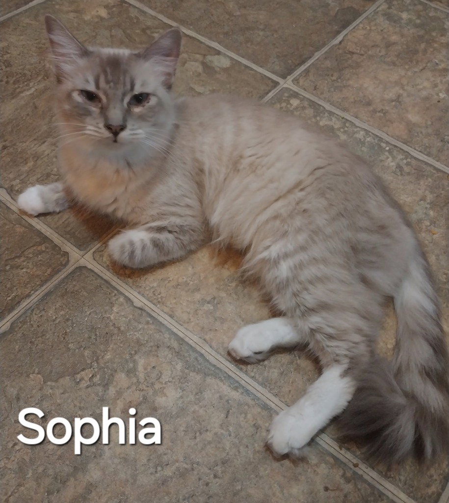 Sophia