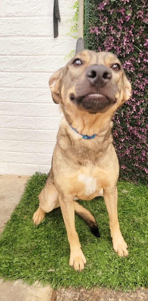 adoptable Dog in Castro Valley, CA named Gabby