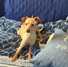 adoptable Dog in  named Meghan