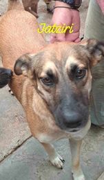 adoptable Dog in Castro Valley, CA named Yatziry