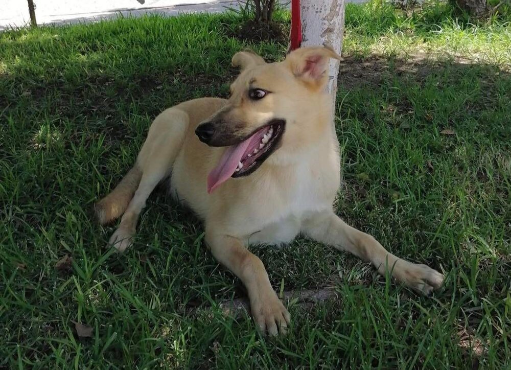 adoptable Dog in Castro Valley, CA named Comet