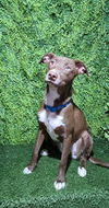 adoptable Dog in  named Aria