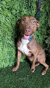 adoptable Dog in  named Tannis
