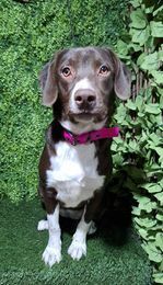 adoptable Dog in Castro Valley, CA named Lizzie