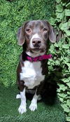 adoptable Dog in  named Lizzie