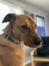 adoptable Dog in  named Cairo