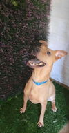 adoptable Dog in  named Mona