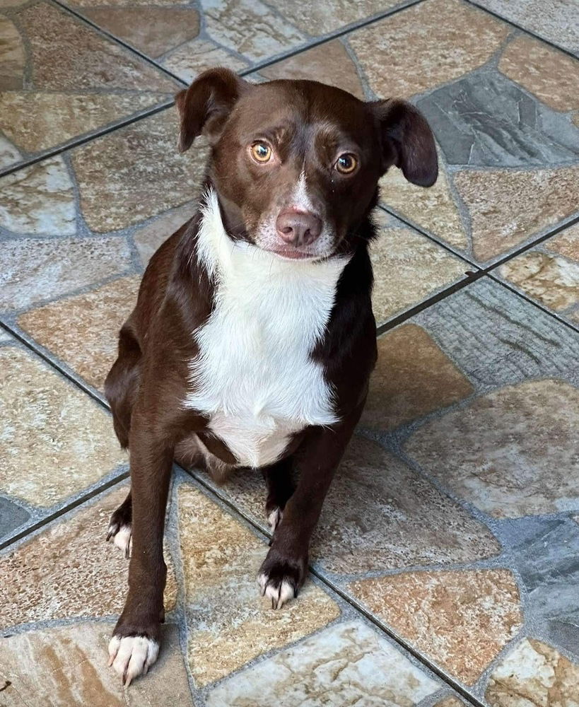 adoptable Dog in Castro Valley, CA named Razo