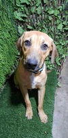 adoptable Dog in  named Keizer