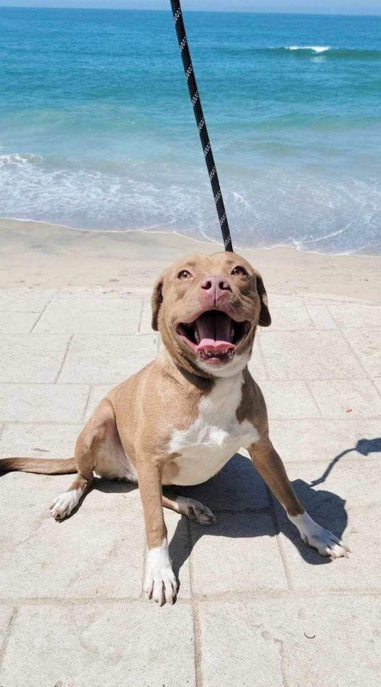 adoptable Dog in Castro Valley, CA named Aura