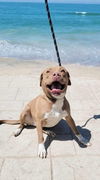 adoptable Dog in  named Aura