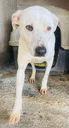 adoptable Dog in  named Junior