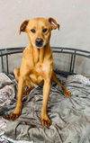 adoptable Dog in  named Jimmy