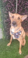 adoptable Dog in  named Bambi
