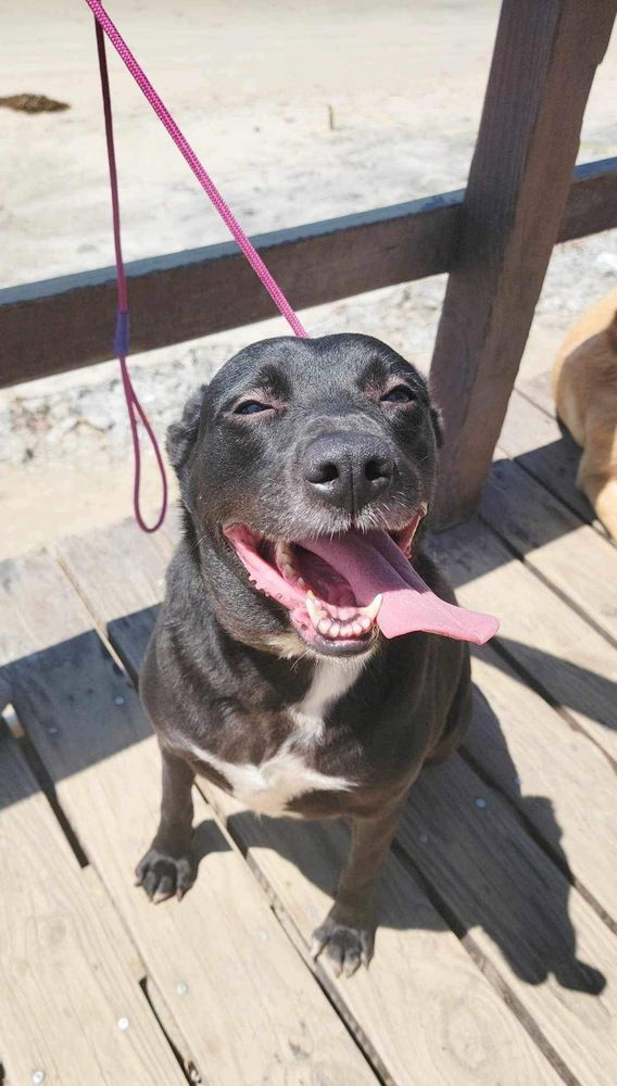 adoptable Dog in Castro Valley, CA named Raven