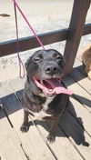 adoptable Dog in  named Raven