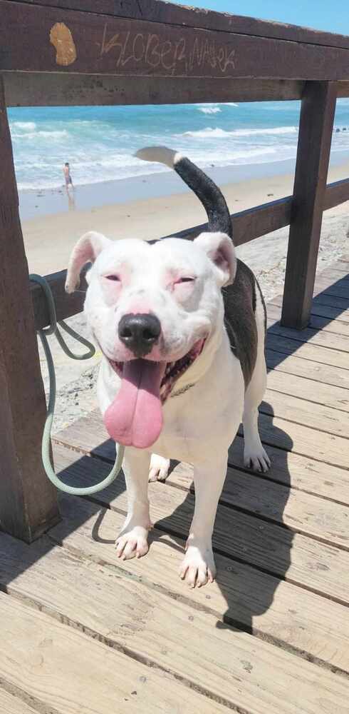 adoptable Dog in Castro Valley, CA named Gannicus