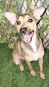 adoptable Dog in  named Toffy