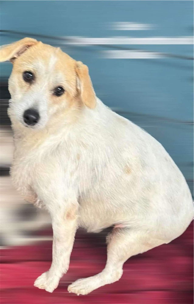 adoptable Dog in Castro Valley, CA named Eve