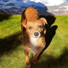 adoptable Dog in  named Hilda