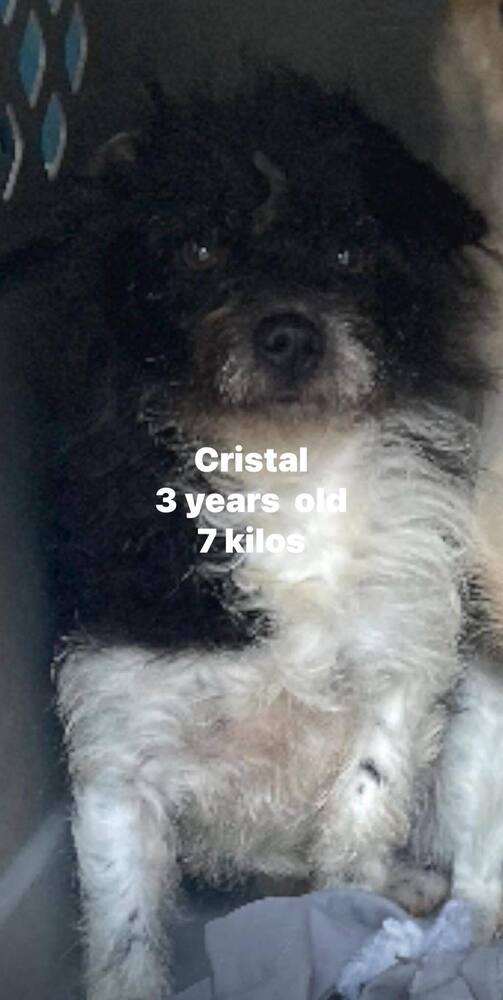adoptable Dog in Castro Valley, CA named Crystal