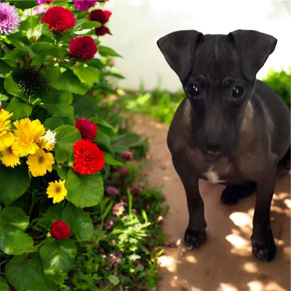 adoptable Dog in Castro Valley, CA named Fern