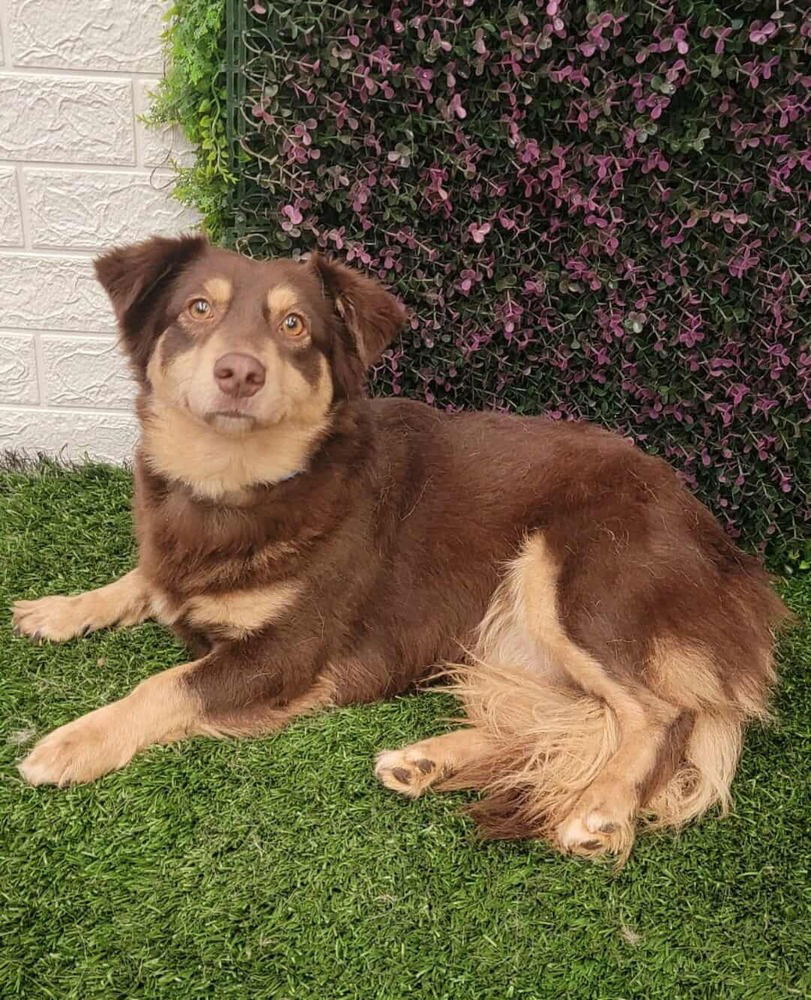 adoptable Dog in Castro Valley, CA named Foxy