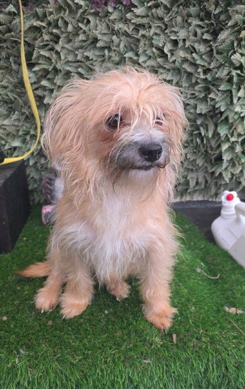 Annie, an adoptable Terrier in Castro Valley, CA