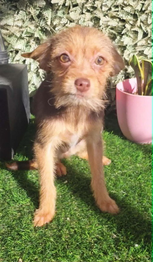 Karly, an adoptable Terrier in Castro Valley, CA