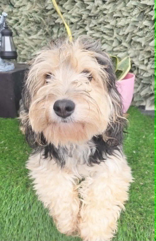 Pappy, an adoptable Terrier in Castro Valley, CA