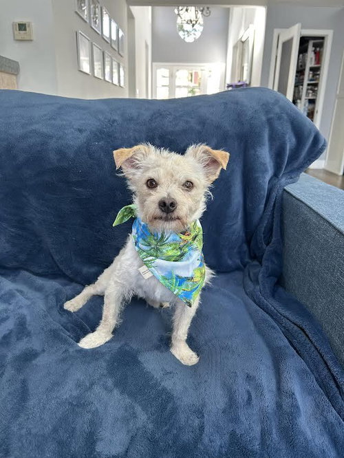 Sammy, an adoptable Terrier in Castro Valley, CA