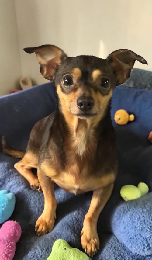 Sullivan, an adoptable Chihuahua in Castro Valley, CA