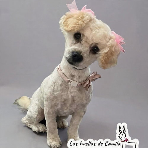 Isabella, an adoptable Poodle in Castro Valley, CA