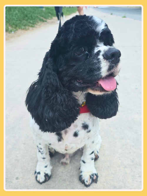 Specs, an adoptable Cocker Spaniel in Castro Valley, CA