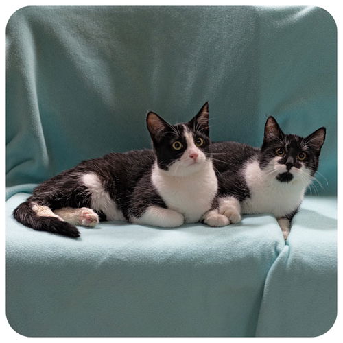 Moxie & Gusto = Social, Sweet & Fun Kitties  --  C