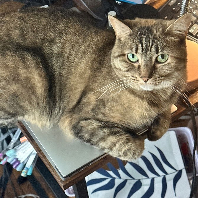 adoptable Cat in Utica, MI named Emmy