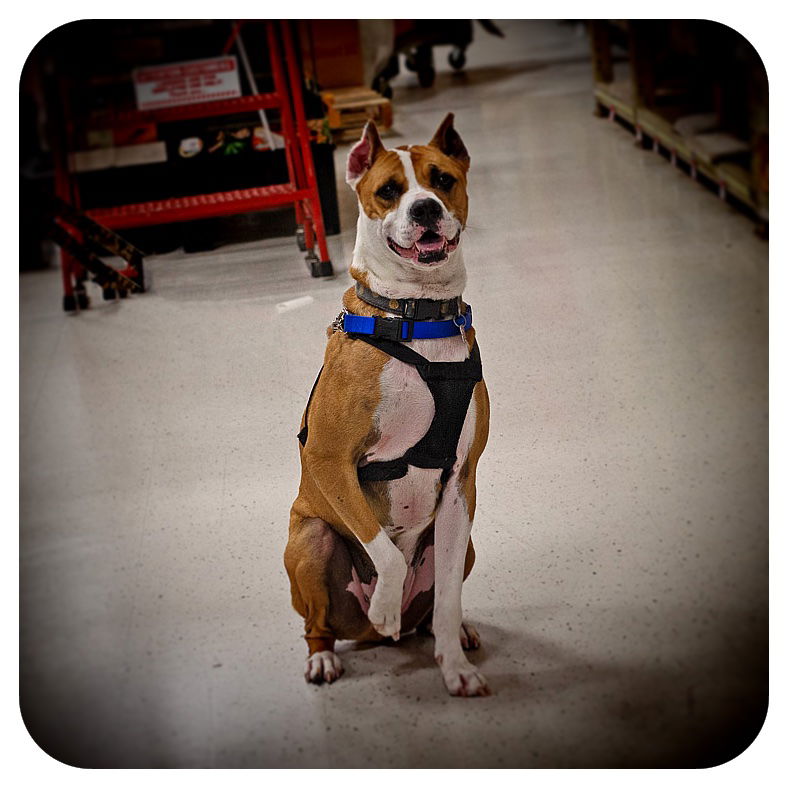 adoptable Dog in Utica, MI named Louie