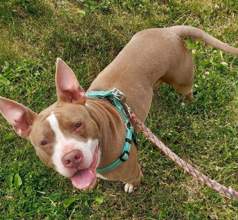 adoptable Dog in Utica, MI named Sadie