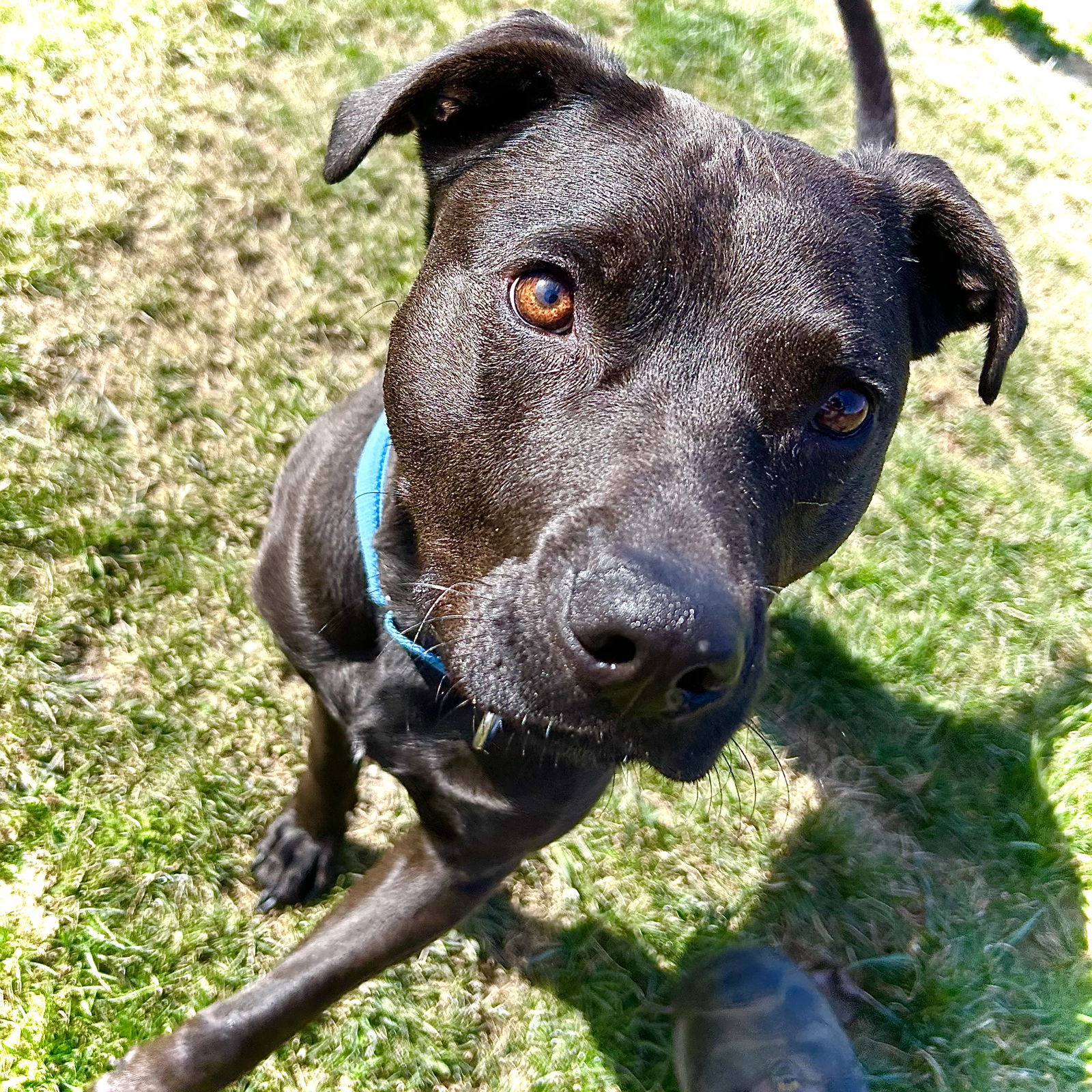 adoptable Dog in Utica, MI named Midnight