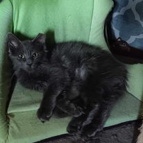 Photo 3 of Zz Brooke ~ Courtesy