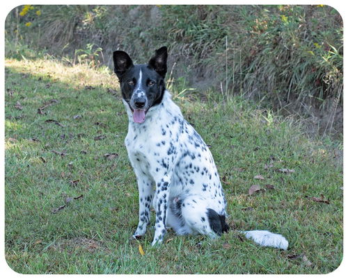 Hero = Loyal, Loving & Smart (Courtesy)