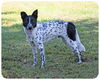 Hero = Loyal, Loving & Smart (Courtesy)