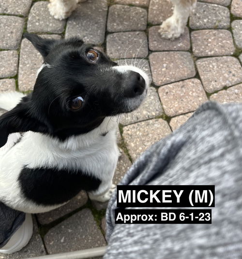 Mickey-Pending