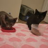 Baby Shadow Bonded pair with Smokey